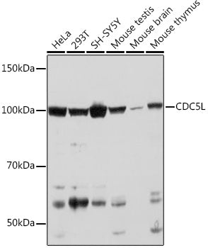 CDC5L Rabbit mAb
