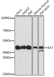 ILF2 Rabbit mAb