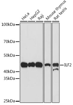 ILF2 Rabbit mAb