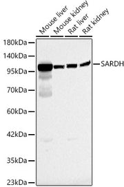 SARDH Rabbit pAb