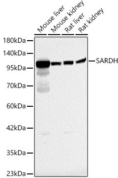 SARDH Rabbit pAb