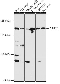 PHLPP1 Rabbit pAb
