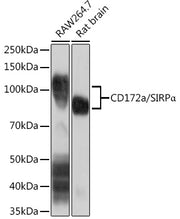 CD172a/SIRPα Rabbit mAb