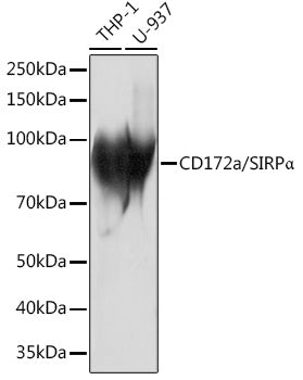 CD172a/SIRPα Rabbit mAb
