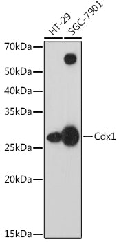 Cdx1 Rabbit mAb