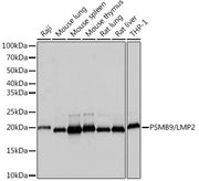 PSMB9/LMP2 Rabbit mAb