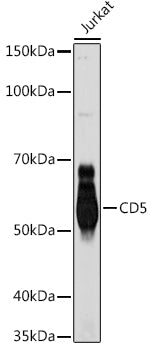 CD5 Rabbit mAb