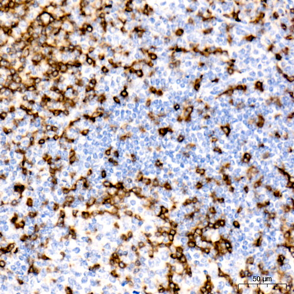 CD7 Rabbit mAb