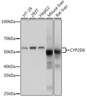 CYP2D6 Rabbit mAb