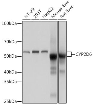 CYP2D6 Rabbit mAb