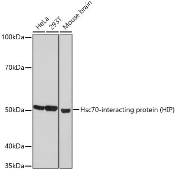 Hsc70-interacting protein (HIP) Rabbit mAb