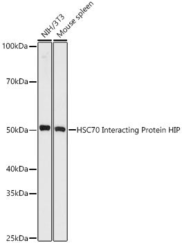 Hsc70-interacting protein (HIP) Rabbit mAb