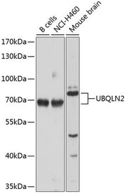 UBQLN2 Rabbit pAb