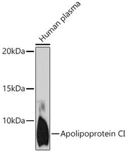 Apolipoprotein CI Rabbit mAb