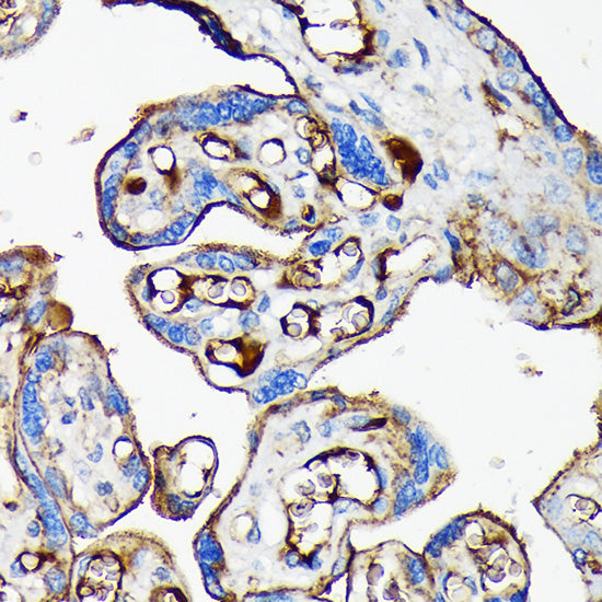 Apolipoprotein CI Rabbit mAb