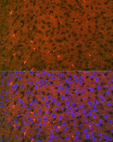 Apolipoprotein CI Rabbit mAb