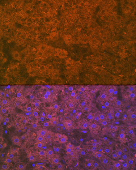 Apolipoprotein CI Rabbit mAb