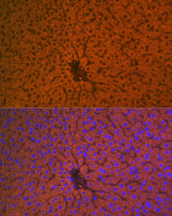 Apolipoprotein CI Rabbit mAb
