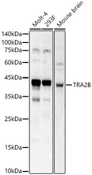 TRA2B Rabbit pAb