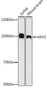 VAV3 Rabbit mAb