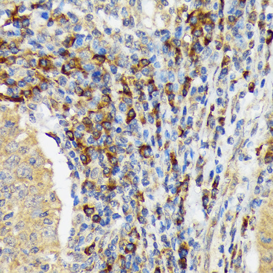 VAV3 Rabbit mAb