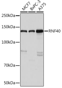 RNF40 Rabbit mAb