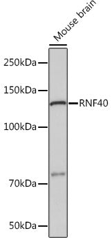 RNF40 Rabbit mAb