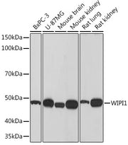 WIPI1 Rabbit mAb