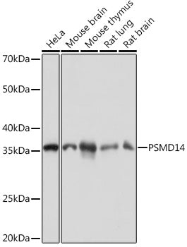 PSMD14 Rabbit mAb