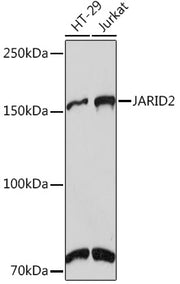 JARID2 Rabbit mAb