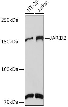 JARID2 Rabbit mAb