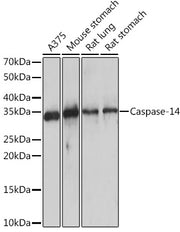 Caspase-14 Rabbit mAb