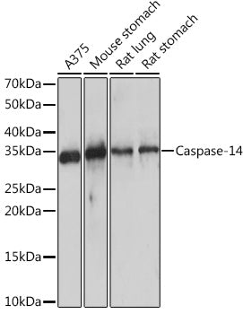 Caspase-14 Rabbit mAb