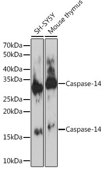 Caspase-14 Rabbit mAb