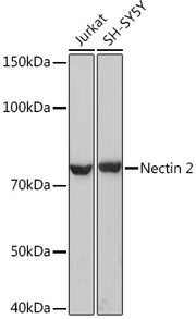 Nectin 2/CD112 Rabbit mAb