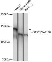 SF3B3/SAP130 Rabbit mAb
