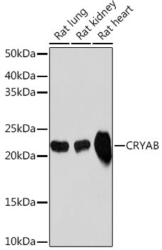 CRYAB Rabbit mAb