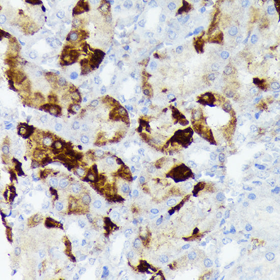 CRYAB Rabbit mAb