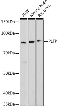 PLTP Rabbit mAb