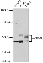 CD209 Rabbit mAb