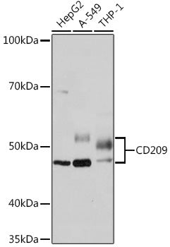 CD209 Rabbit mAb