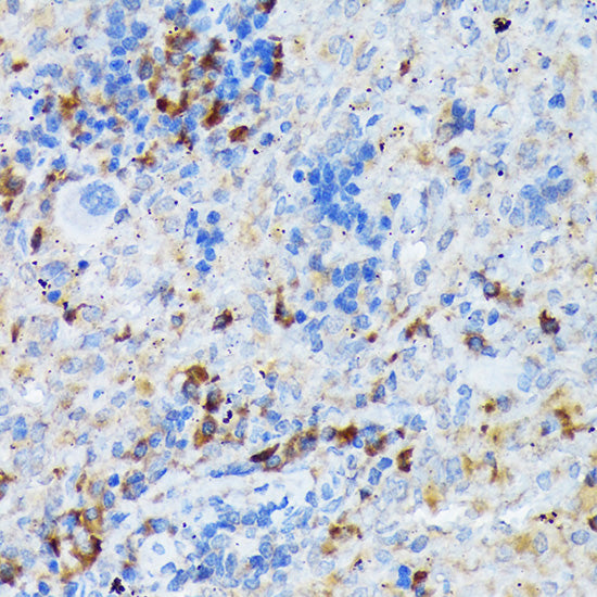 CD209 Rabbit mAb