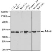 γ-Tubulin Rabbit mAb