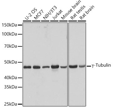 γ-Tubulin Rabbit mAb