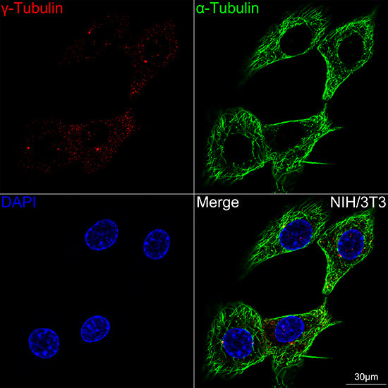 γ-Tubulin Rabbit mAb
