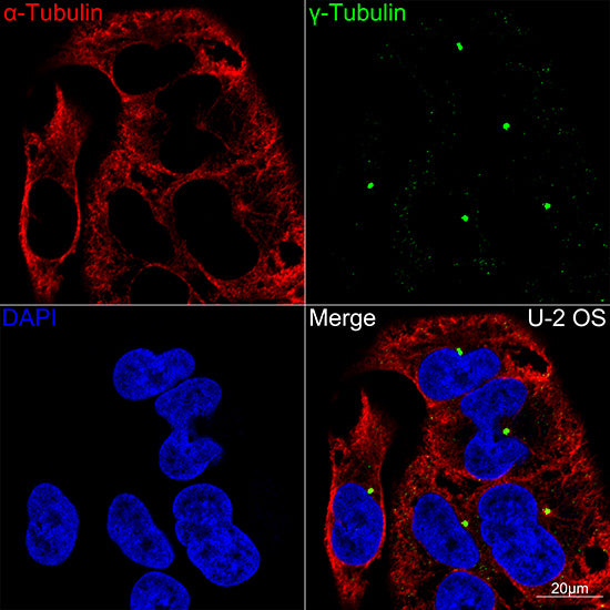 γ-Tubulin Rabbit mAb