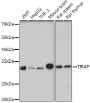 TIRAP Rabbit mAb