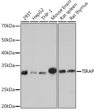 TIRAP Rabbit mAb