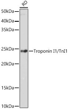 Troponin I1/TnI1 Rabbit mAb