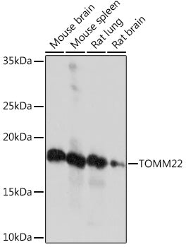 TOMM22 Rabbit mAb